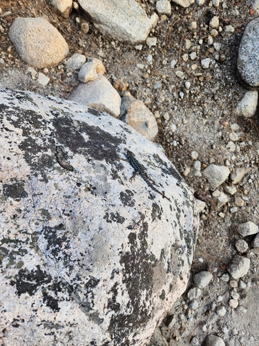 iNaturalist observation photo of Spiny Lizards