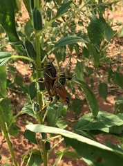 Brachystola behrensii