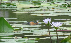 Nettapus auritus