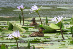 Thalassornis leuconotus