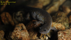 Hynobius leechii
