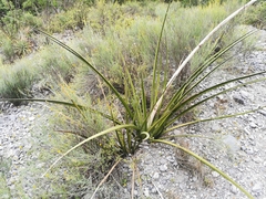 Hesperaloe funifera
