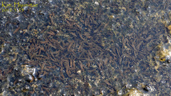 Rana uenoi