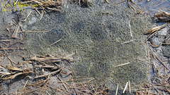 Rana uenoi