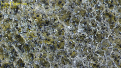 Rana uenoi