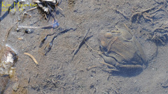 Rana uenoi