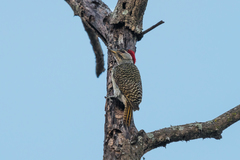 Campethera scriptoricauda