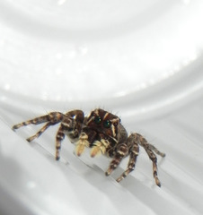 Sumampattus quinqueradiatus