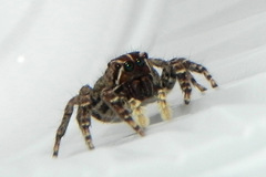 Sumampattus quinqueradiatus