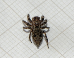 Sumampattus quinqueradiatus