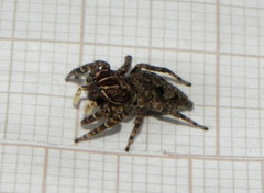 Sumampattus quinqueradiatus