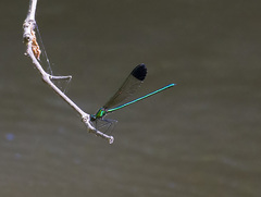 Calopteryx dimidiata