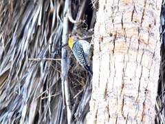 Melanerpes aurifrons