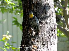 Melanerpes aurifrons