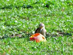 Melanerpes aurifrons