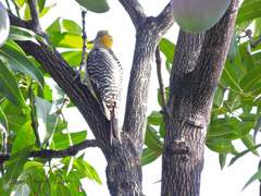 Melanerpes aurifrons