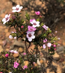 Adenandra multiflora