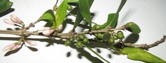 Tricalysia sonderiana