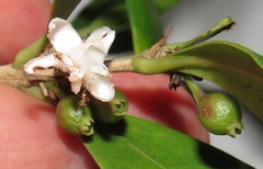 Tricalysia sonderiana