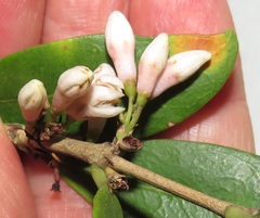 Tricalysia sonderiana