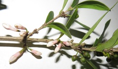 Tricalysia sonderiana
