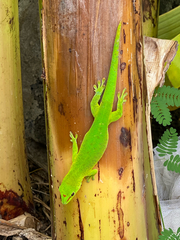 Phelsuma grandis