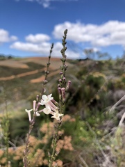 Freylinia longiflora