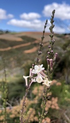 Freylinia longiflora