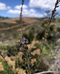 Freylinia longiflora