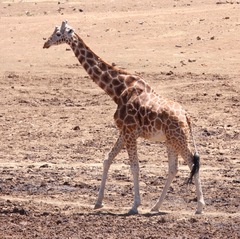 Giraffa camelopardalis reticulata