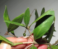 Tricalysia sonderiana