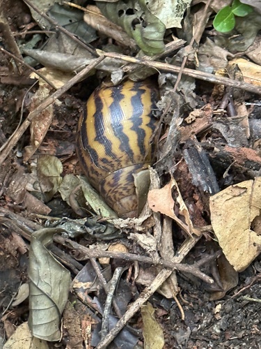 Giant Tiger Land Snail