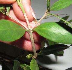 Tricalysia sonderiana