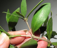 Tricalysia sonderiana