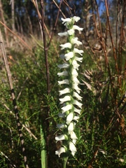 Spiranthes odorata
