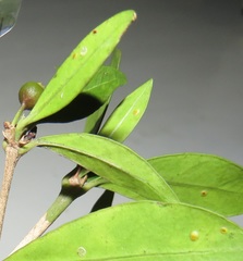 Tricalysia sonderiana