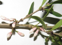 Tricalysia sonderiana