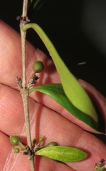 Tricalysia sonderiana