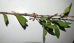 Tricalysia sonderiana