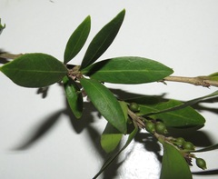 Tricalysia sonderiana