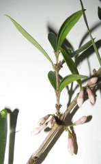 Tricalysia sonderiana