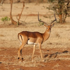 Aepyceros melampus