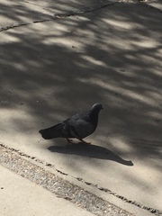Columba livia