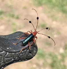 Paromoeocerus barbicornis