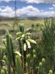 Erica viscaria pendula