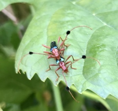 Paromoeocerus barbicornis