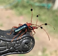 Paromoeocerus barbicornis