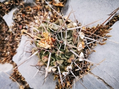 Thelocactus rinconensis