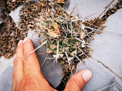 Thelocactus rinconensis