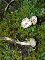 Tulostoma brumale